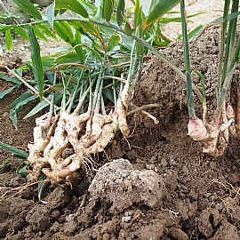 薑的功效 老薑.嫩薑功效大不同